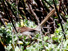 Prinia maculosa maculosa