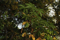 Cochlospermum orinocense