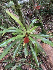 Vriesea rhodostachys