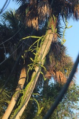 Selenicereus undatus