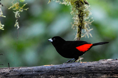 Ramphocelus flammigerus
