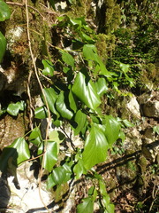 Hedera colchica
