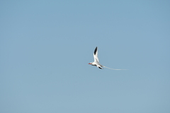 Phaethon aethereus mesonauta