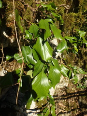 Hedera colchica