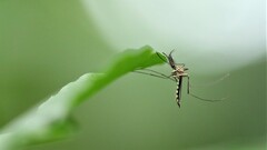 Armigeres subalbatus