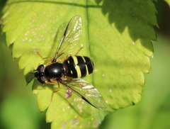 Dasysyrphus tricinctus