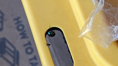 Chrysomya rufifacies