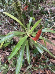 Vriesea rhodostachys