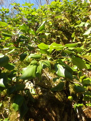 Hedera colchica