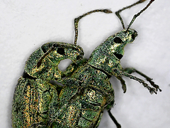 Phyllobius