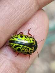 Calligrapha pantherina