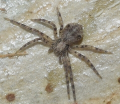 Pulchellodromus pulchellus