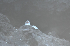 Phaethon aethereus mesonauta