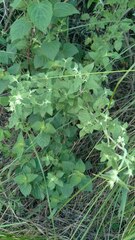 Minthostachys verticillata