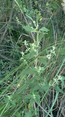 Minthostachys verticillata