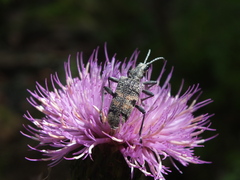 Rhagium mordax