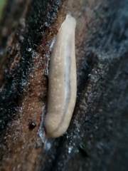 Argonemertes dendyi