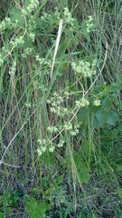 Minthostachys verticillata