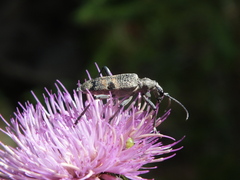 Rhagium mordax