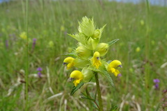 Rhinanthus glacialis
