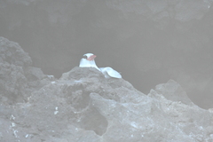 Phaethon aethereus mesonauta