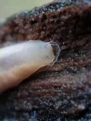 Argonemertes dendyi