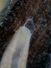 Argonemertes dendyi
