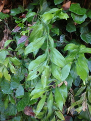 Ruscus colchicus