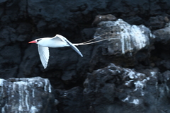 Phaethon aethereus mesonauta