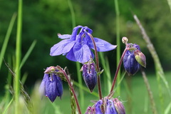 Aquilegia vulgaris