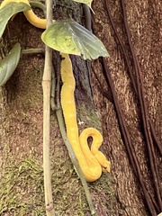 Bothriechis schlegelii