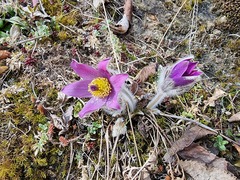 Pulsatilla grandis