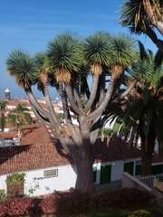 Dracaena draco draco