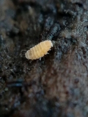 Monobella grassei