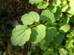 Cardamine flexuosa