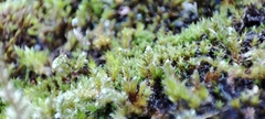 Racomitrium canescens