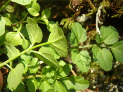 Cardamine flexuosa