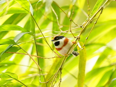 Aegithalos concinnus