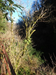 Polypodium cambricum