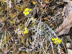 Alyssum montanum