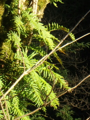 Polypodium cambricum