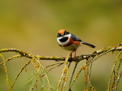 Aegithalos concinnus