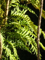 Polypodium cambricum