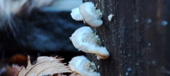 Schizophyllum commune