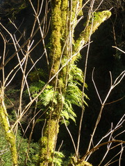 Polypodium cambricum