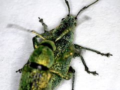 Phyllobius