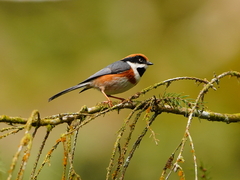 Aegithalos concinnus