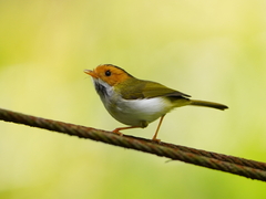 Abroscopus albogularis