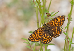 Melitaea phoebe