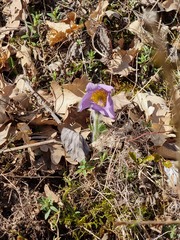 Pulsatilla grandis